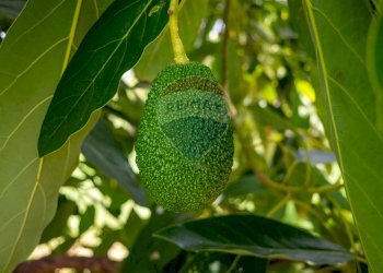 Dettagli - Villa pasteria
 
19/E, Calatabiano - foto 76