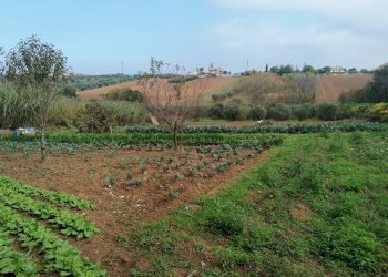 Foto 5 - Terreno agricolo Case di Trento, Giulianova - foto 5