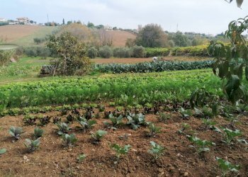Foto 6 - Terreno agricolo Case di Trento, Giulianova - foto 6