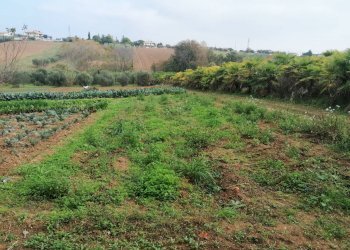 Foto 7 - Terreno agricolo Case di Trento, Giulianova - foto 7