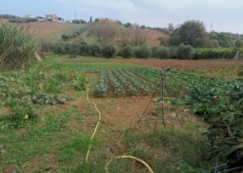Foto 8 - Terreno agricolo Case di Trento, Giulianova - foto 8