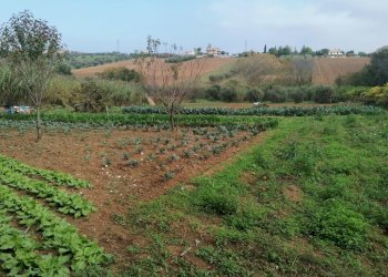 Foto 9 - Terreno agricolo Case di Trento, Giulianova - foto 9