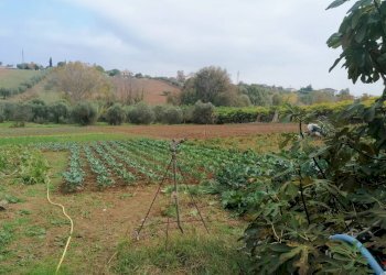 Foto 11 - Terreno agricolo Case di Trento, Giulianova - foto 11