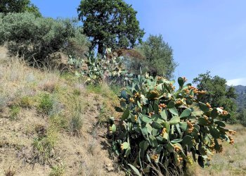 Giardino - Rustico SP 7 (C.da Costa Galluzzo), Graniti - foto 23