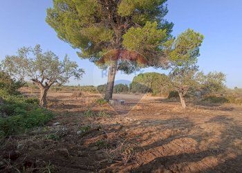 Giardino - Rustico contrada geraldo
 
sn, Chiaramonte Gulfi - foto 6