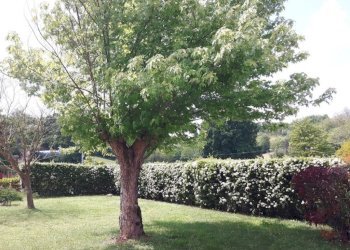 Giardino - Rustic Frazione Barcara, 47, Refrancore - photo 15