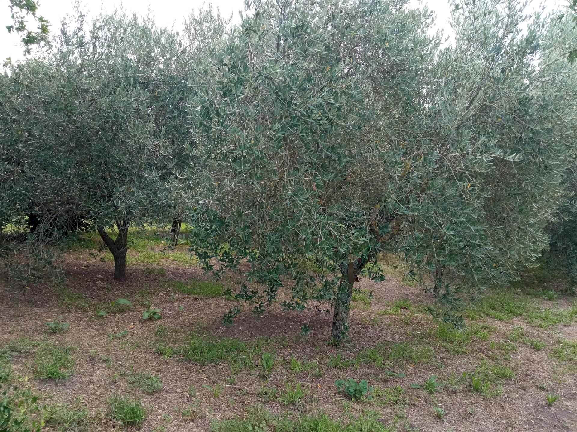 Agricultural land -, Vetralla - photo 3