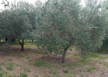 Terreno agricolo -, Vetralla - foto 3