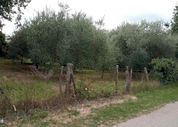 Terreno agricolo -, Vetralla - foto 5