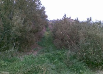 Foto 8 - Agricultural land Via dei Morelli, Sant'Omero - photo 8