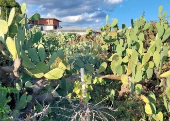 Giardino - Terreno agricolo Contrada Fossa Creta
snc, Paterno - foto 6