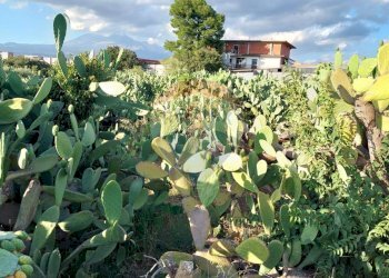 Giardino - Terreno agricolo Contrada Fossa Creta
snc, Paterno - foto 8