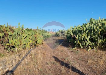 Giardino - Terreno agricolo Contrada Fossa Creta
snc, Paterno - foto 22