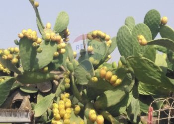 Dettagli - Villa via delle calendule, Alcamo - foto 5