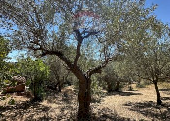 Giardino - Villa Contrada Niscima
 
snc, Caltanissetta - foto 57
