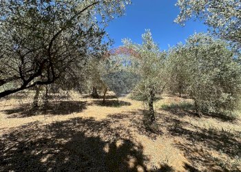 Giardino - Villa Contrada Niscima
 
snc, Caltanissetta - foto 66