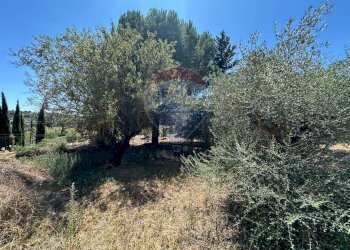 Giardino - Villa Contrada Niscima
 
snc, Caltanissetta - foto 68