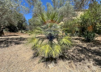 Giardino - Villa Contrada Niscima
 
snc, Caltanissetta - foto 70