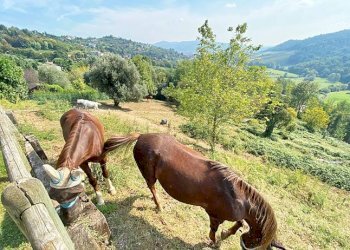 Terreno - Villa via an rocco, Cenate Sotto - photo 17