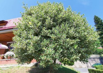 Giardino - Villa a Schiera Borgata Meinà, 16, Rubiana - foto 7