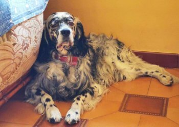 Altro - Villa a Schiera Borgata Meinà, 16, Rubiana - foto 13