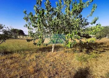 Terreno agricolo Noto - foto 7