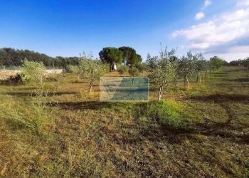 Terreno agricolo Noto - foto 17