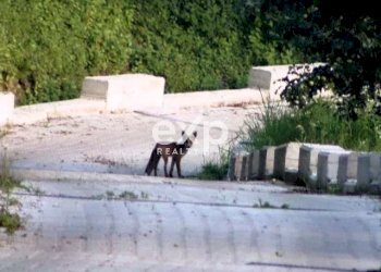 Independent house Strada Santo Spirito, Asti - photo 9