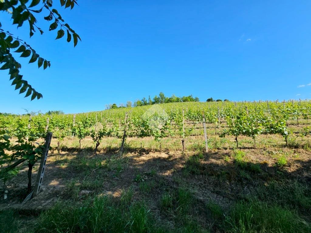 Terreno agricolo Strada Alessandria, Nizza Monferrato - foto 2