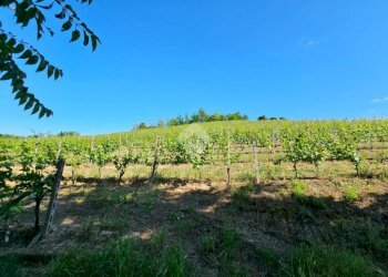 Terreno agricolo Strada Alessandria, Nizza Monferrato - foto 2