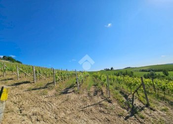 Terreno agricolo Strada Alessandria, Nizza Monferrato - foto 3