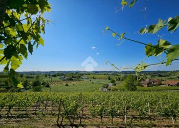 Terreno agricolo Strada Alessandria, Nizza Monferrato - foto 8
