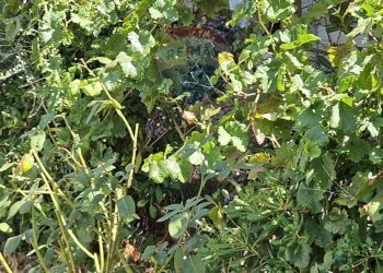 Giardino - Rustico Via Toniolo
 
snc, Mirabella Imbaccari - foto 8