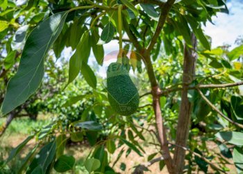 Giardino - Terreno agricolo via pasteria
 
19E, Calatabiano - foto 8