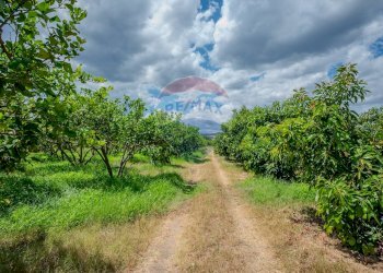 Giardino - Terreno agricolo via pasteria
 
19E, Calatabiano - foto 9