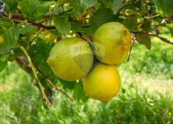 Dettagli - Terreno agricolo via pasteria
 
19E, Calatabiano - foto 11