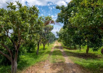Giardino - Terreno agricolo via pasteria
 
19E, Calatabiano - foto 13