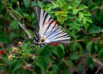 Dettagli - Terreno agricolo via pasteria
 
19E, Calatabiano - foto 15