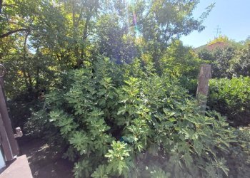 Giardino - Villa via Ivaldo Aguzzoli, Carpi - foto 21