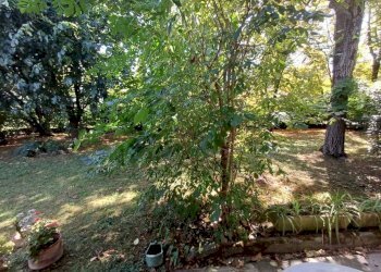 Giardino - Villa via Ivaldo Aguzzoli, Carpi - foto 23