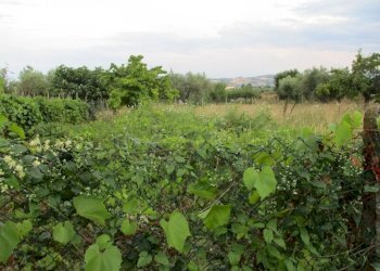 Foto 2 - Terreno edificabile Via Tancredi, Giulianova - foto 2