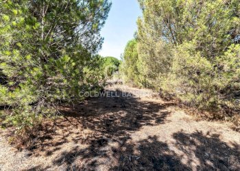 Foto 18 - Terreno agricolo Via Ragala Montarso, Nicolosi - foto 18