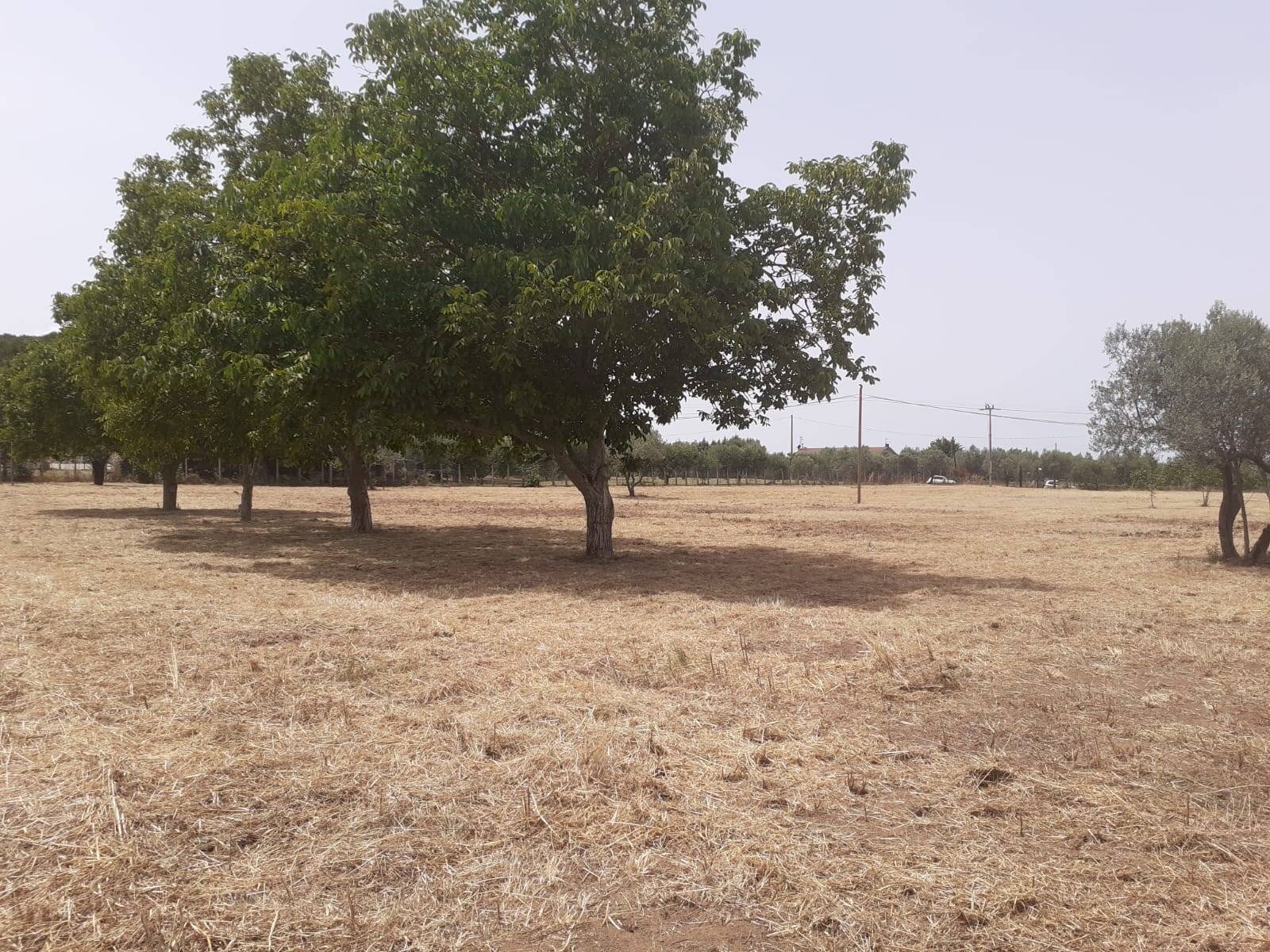 Foto 3 - Agricultural land Viterbo - photo 3