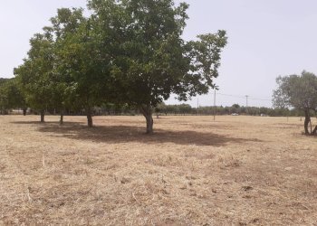 Foto 3 - Terreno agricolo Viterbo - foto 3