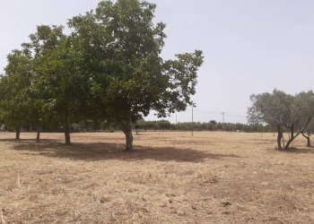 Foto 7 - Terreno agricolo Viterbo - foto 7