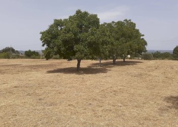 Foto 9 - Terreno agricolo Viterbo - foto 9