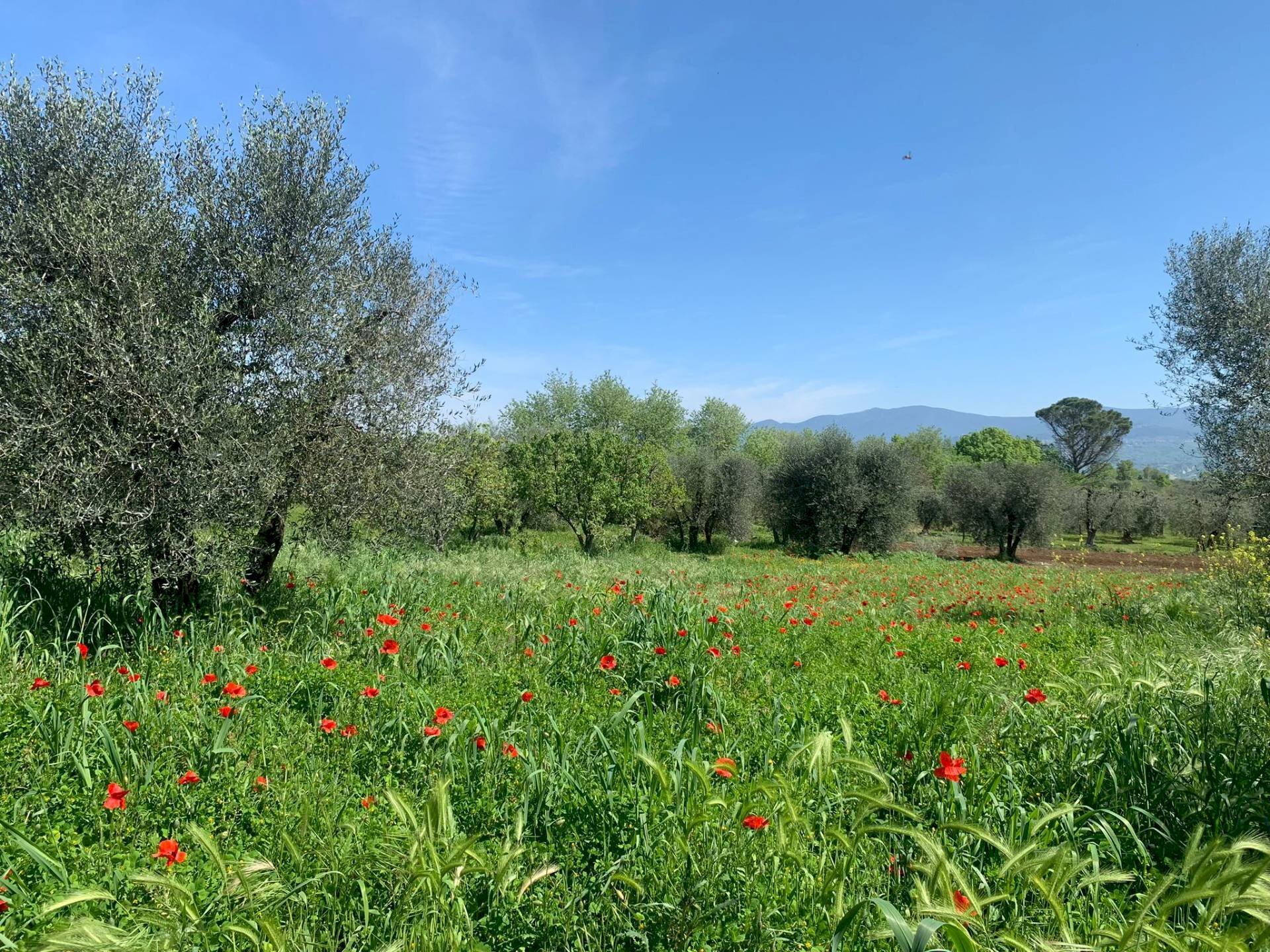 Foto 1 - Rustico Graffignano - foto 1