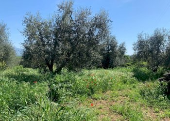 Foto 4 - Rustico Graffignano - foto 4