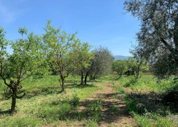 Foto 5 - Rustico Graffignano - foto 5