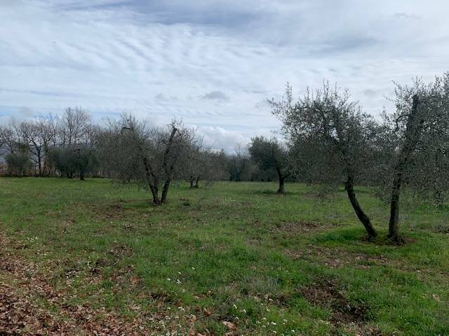 Foto 2 - Terreno agricolo Graffignano - foto 2